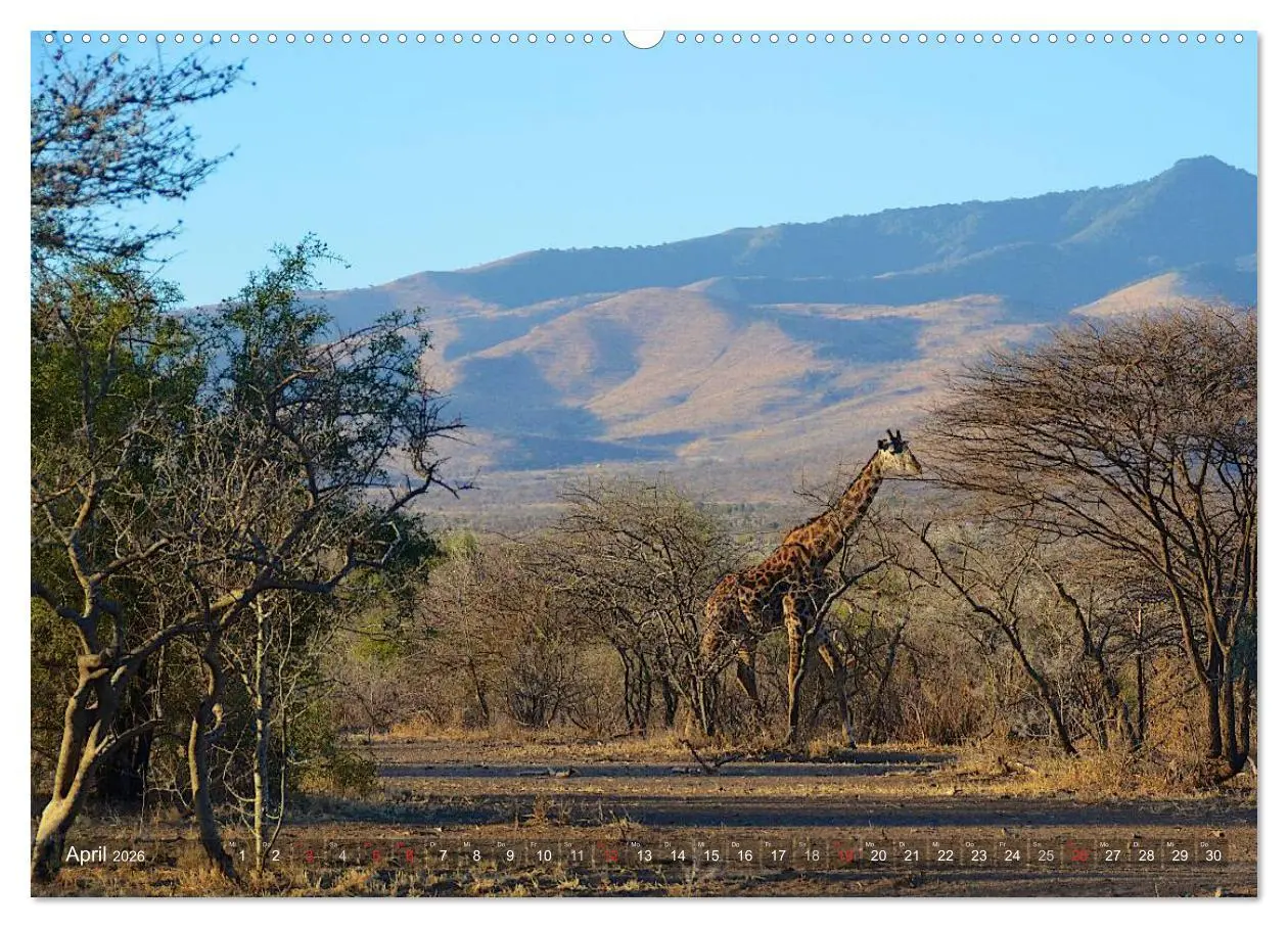 Bild: 9783457992708 | Tansania - Faszinierendes Afrika (hochwertiger Premium Wandkalender...