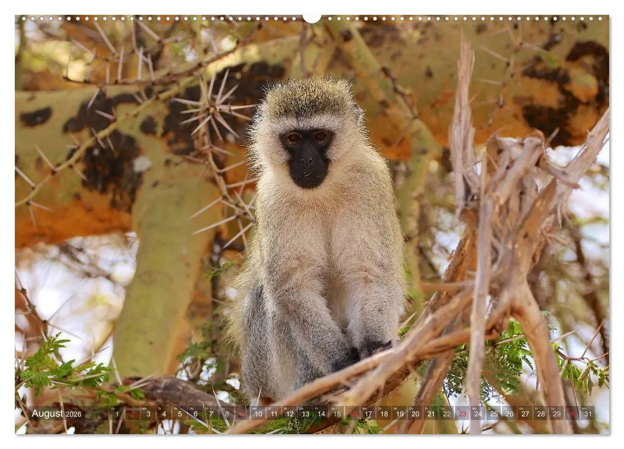 Bild: 9783457992708 | Tansania - Faszinierendes Afrika (hochwertiger Premium Wandkalender...