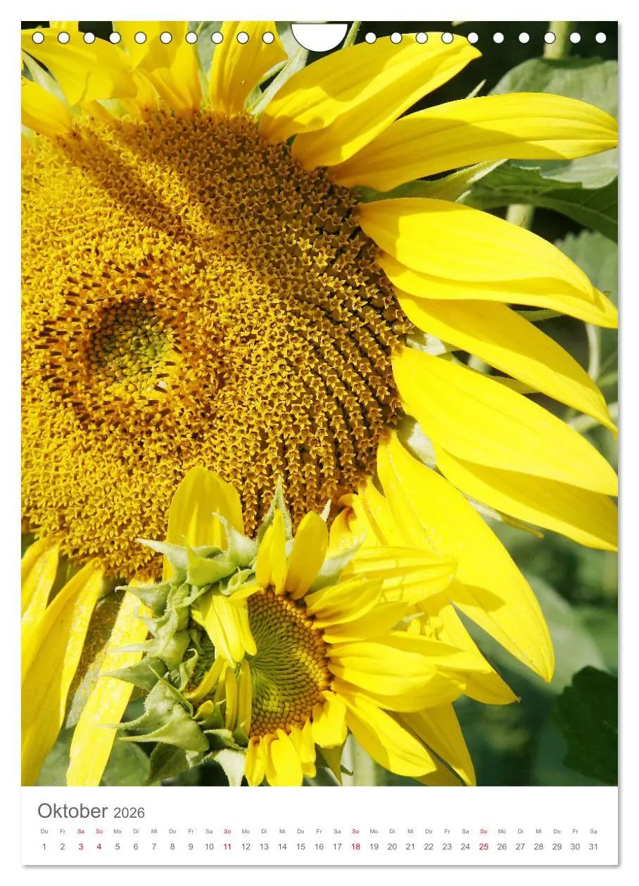 Bild: 9783516392708 | Bunter Sommer (Wandkalender 2026 DIN A4 hoch), CALVENDO Monatskalender