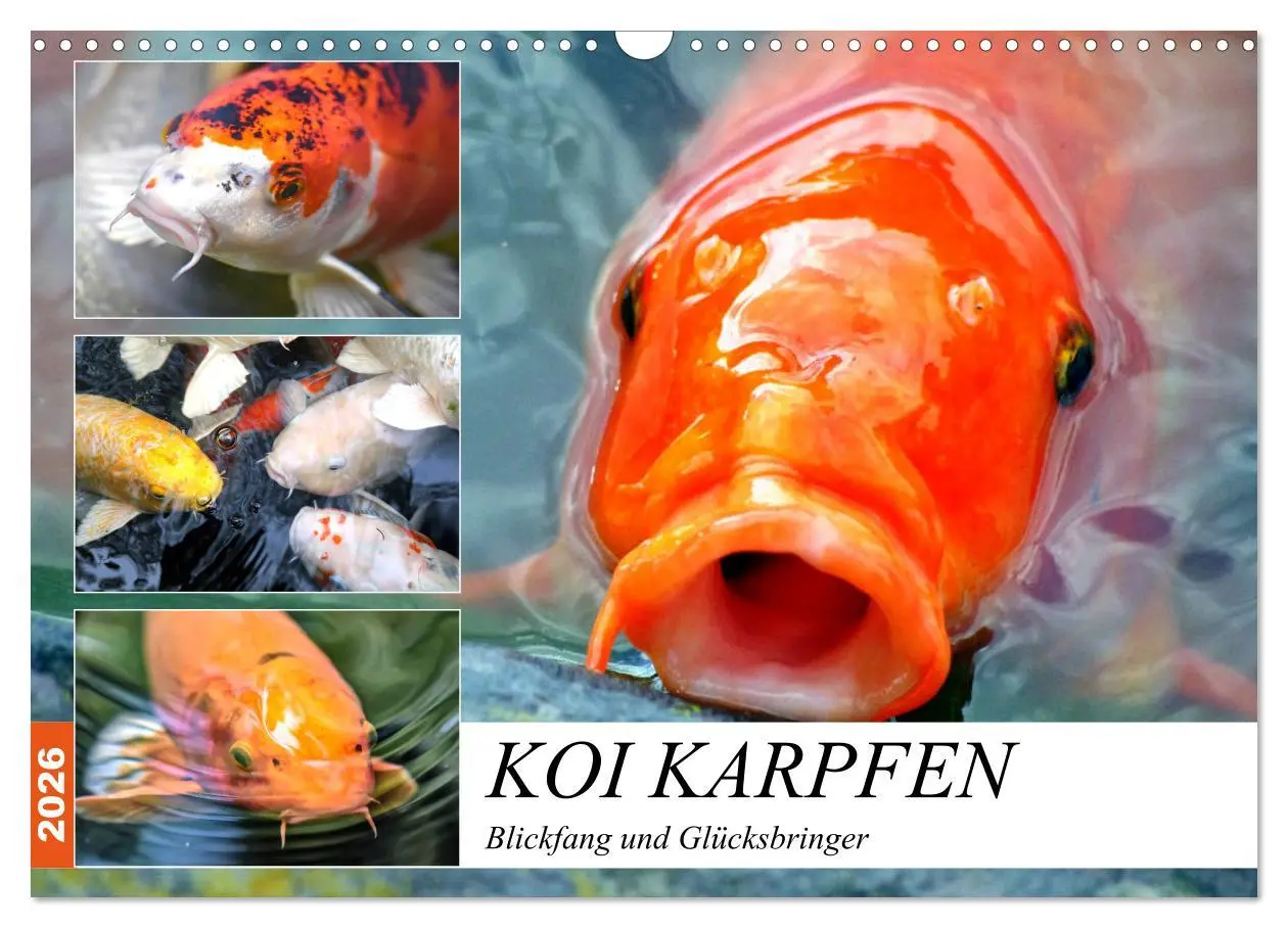 Cover: 9783457742808 | Koi Karpfen. Blickfang und Glücksbringer (Wandkalender 2026 DIN A3...