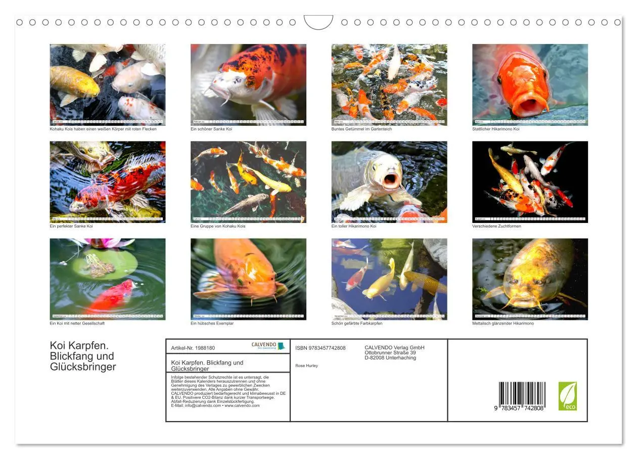 Bild: 9783457742808 | Koi Karpfen. Blickfang und Glücksbringer (Wandkalender 2026 DIN A3...