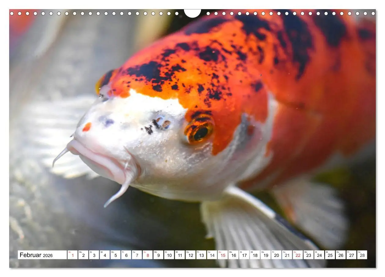 Bild: 9783457742808 | Koi Karpfen. Blickfang und Glücksbringer (Wandkalender 2026 DIN A3...