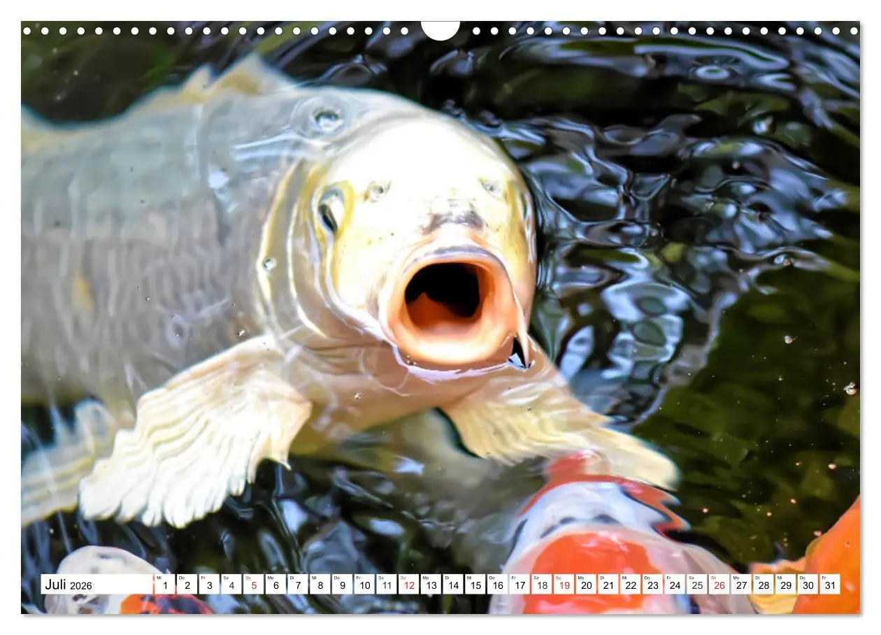 Bild: 9783457742808 | Koi Karpfen. Blickfang und Glücksbringer (Wandkalender 2026 DIN A3...