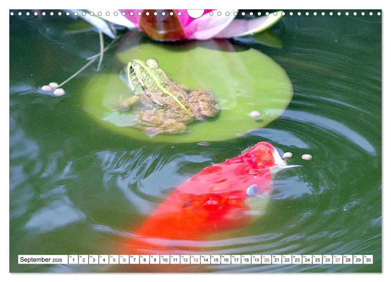 Bild: 9783457742808 | Koi Karpfen. Blickfang und Glücksbringer (Wandkalender 2026 DIN A3...