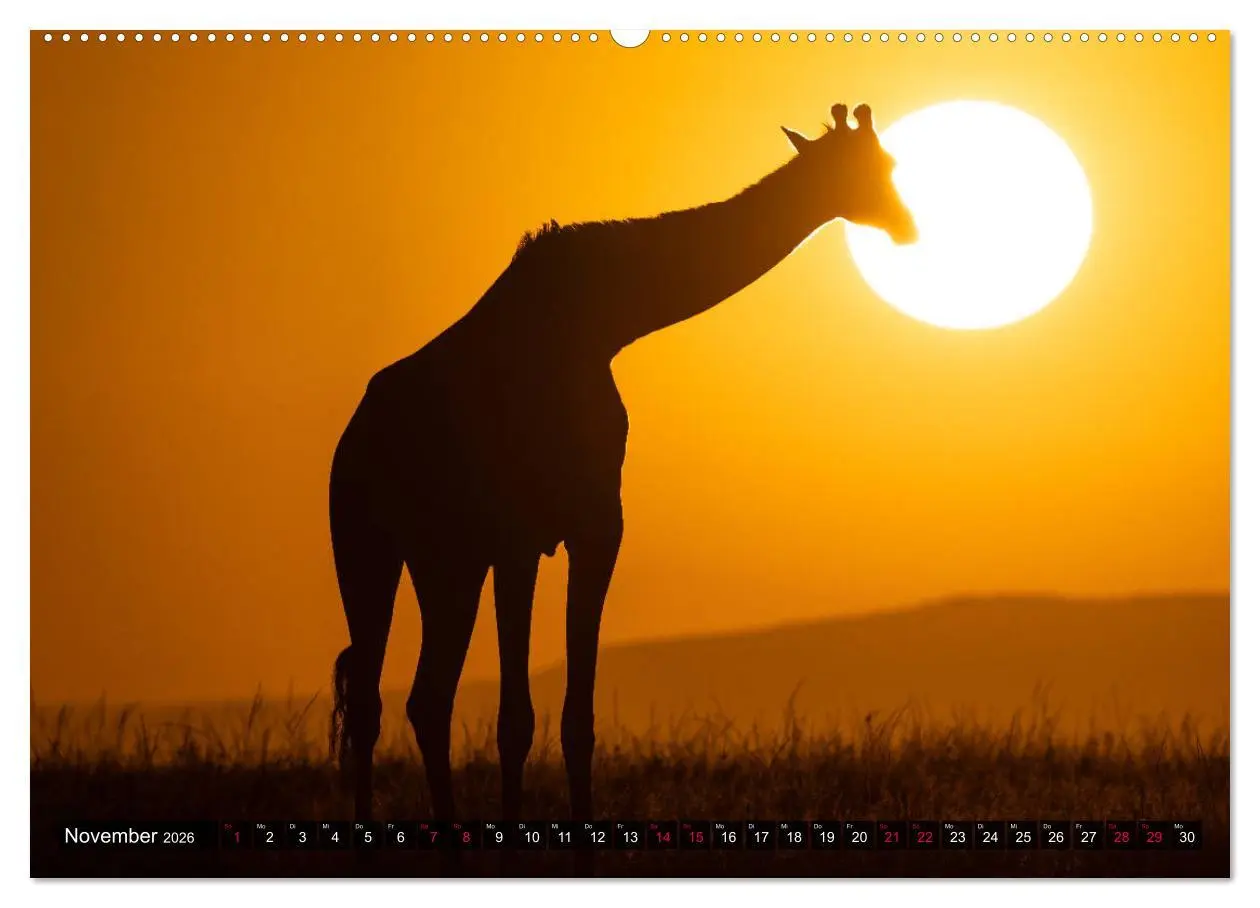 Bild: 9783457812808 | Safari Afrika (Wandkalender 2026 DIN A2 quer), CALVENDO Monatskalender