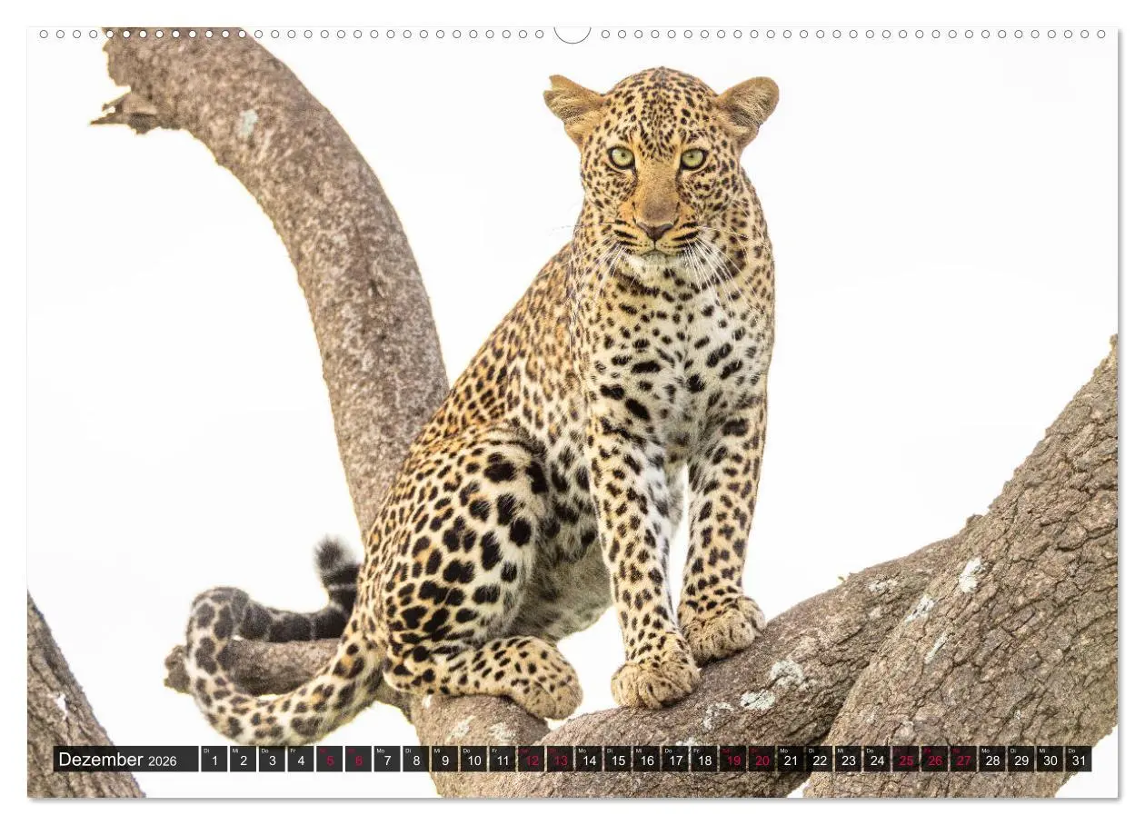 Bild: 9783457812808 | Safari Afrika (Wandkalender 2026 DIN A2 quer), CALVENDO Monatskalender