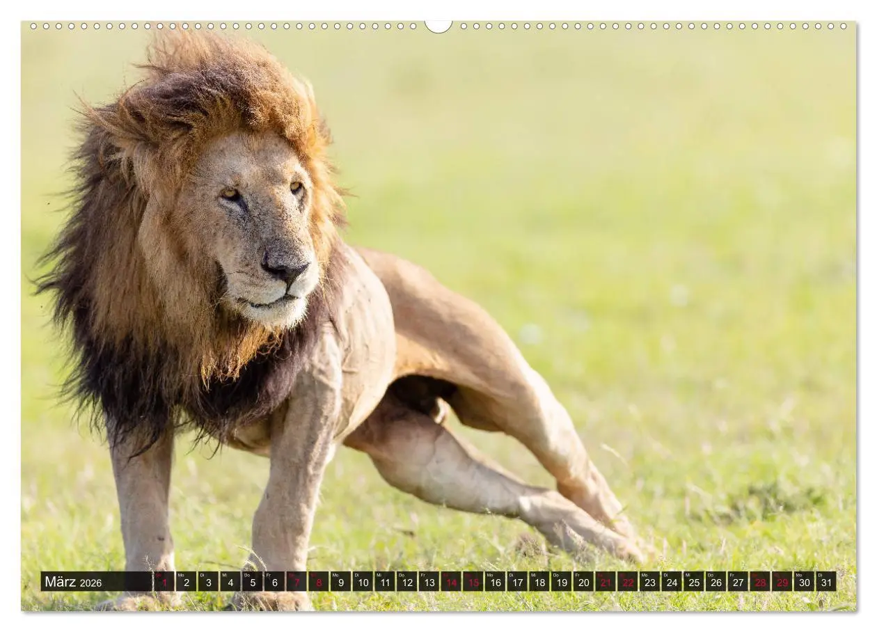 Bild: 9783457812808 | Safari Afrika (Wandkalender 2026 DIN A2 quer), CALVENDO Monatskalender