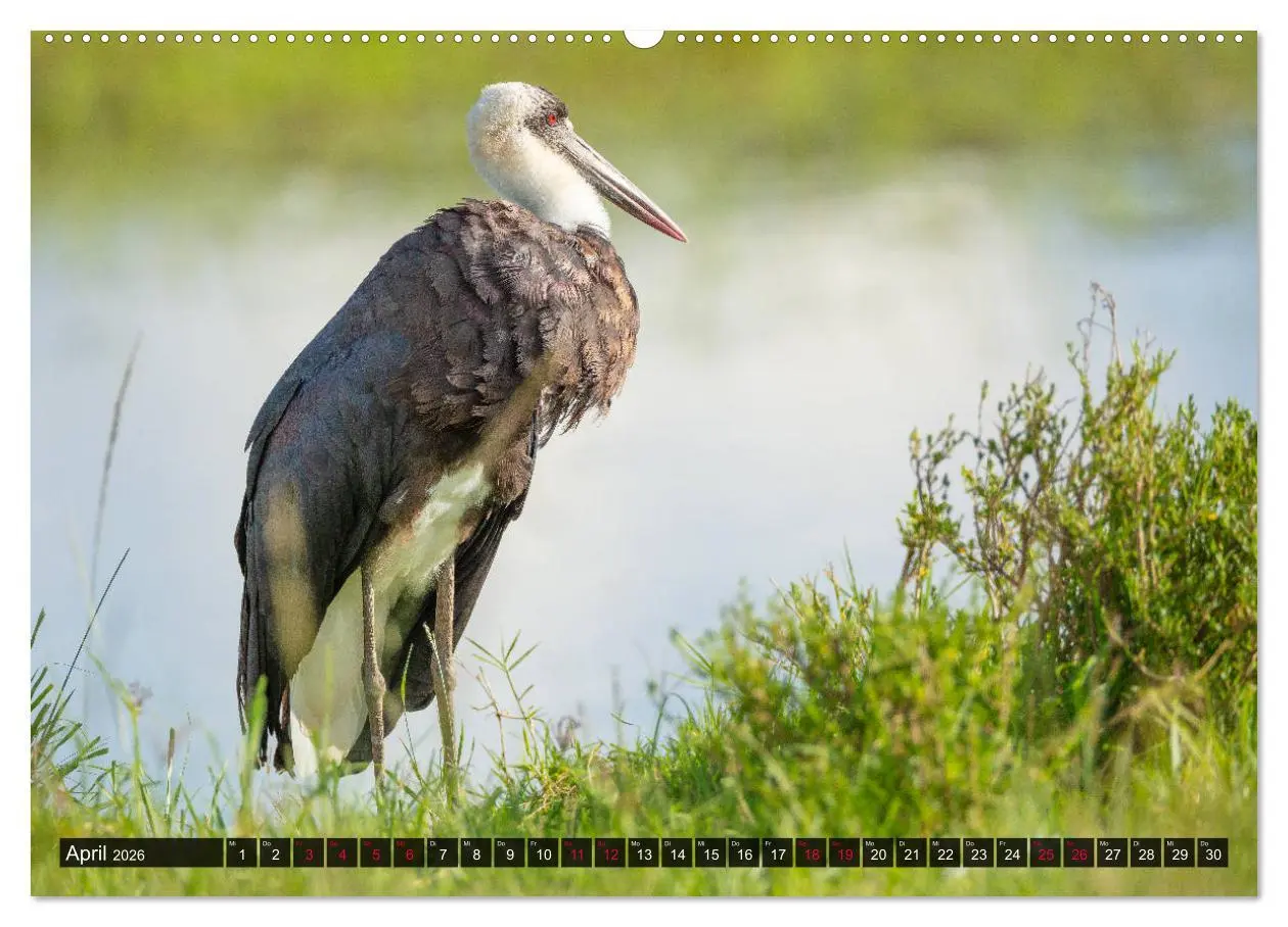 Bild: 9783457812808 | Safari Afrika (Wandkalender 2026 DIN A2 quer), CALVENDO Monatskalender