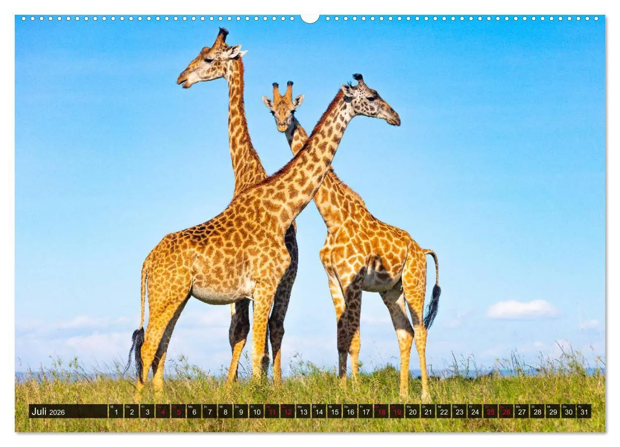 Bild: 9783457812808 | Safari Afrika (Wandkalender 2026 DIN A2 quer), CALVENDO Monatskalender