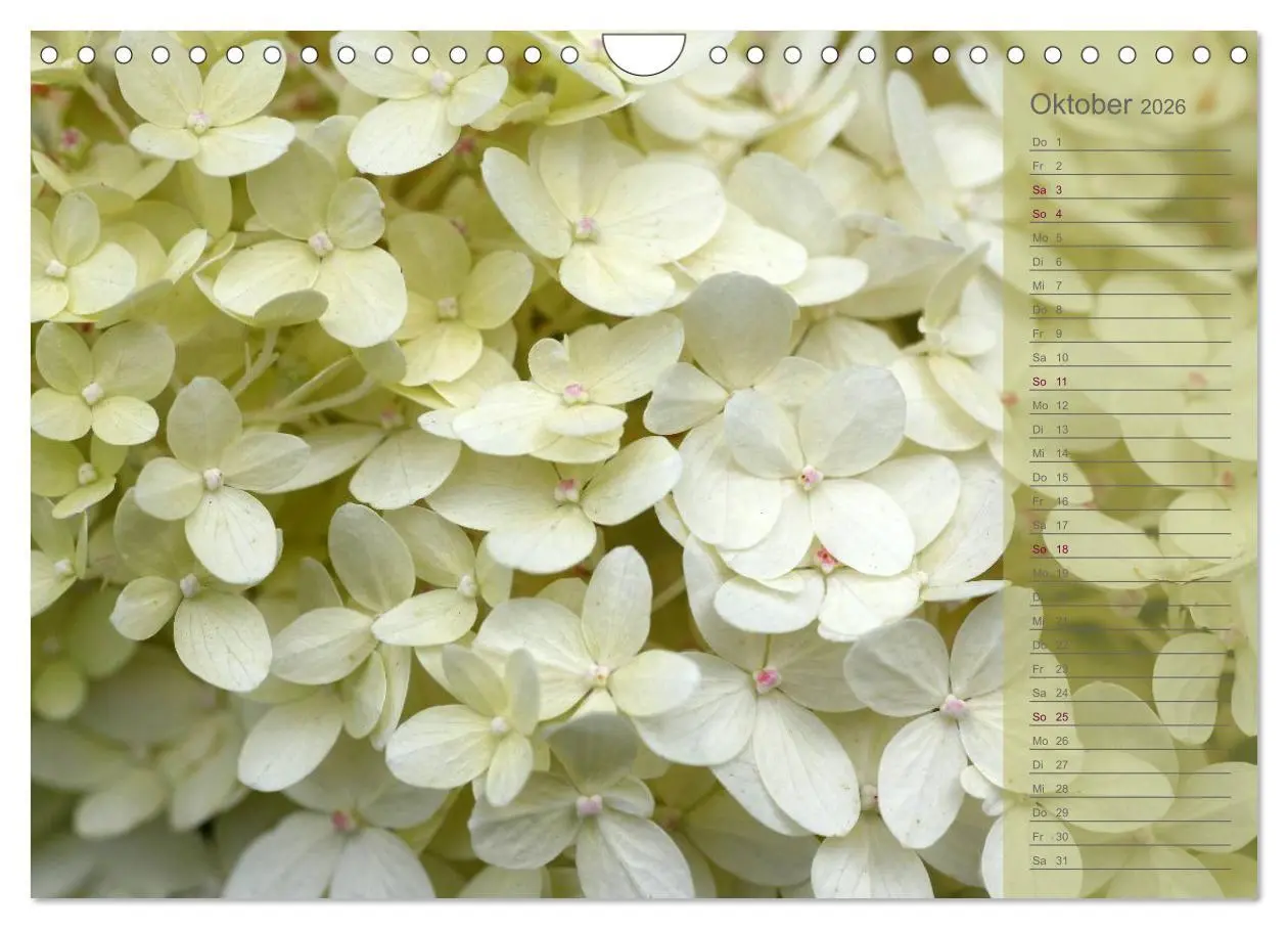 Bild: 9783516142808 | Hortensien / Geburtstagskalender (Wandkalender 2026 DIN A4 quer),...