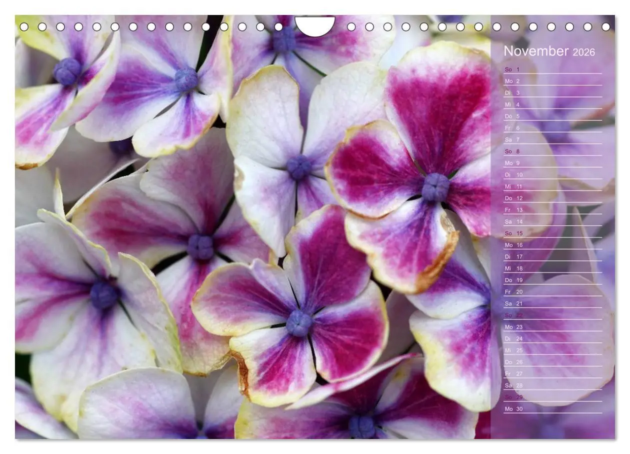 Bild: 9783516142808 | Hortensien / Geburtstagskalender (Wandkalender 2026 DIN A4 quer),...