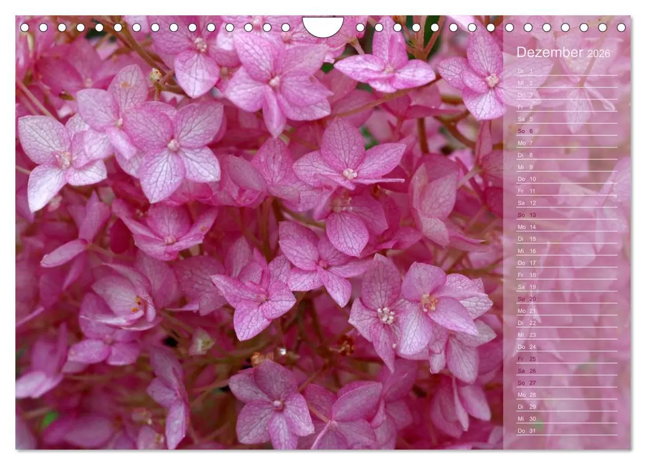 Bild: 9783516142808 | Hortensien / Geburtstagskalender (Wandkalender 2026 DIN A4 quer),...