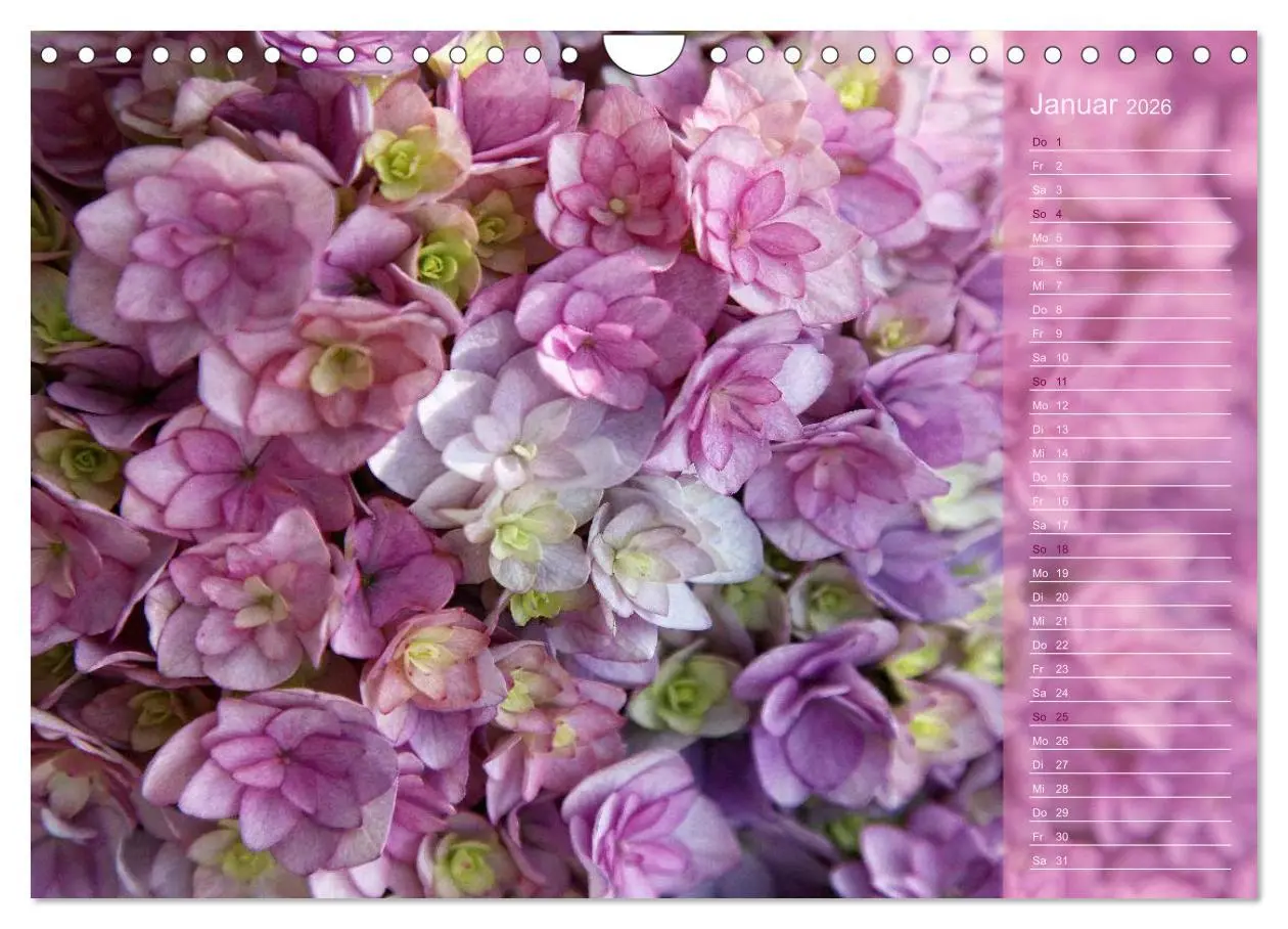 Bild: 9783516142808 | Hortensien / Geburtstagskalender (Wandkalender 2026 DIN A4 quer),...