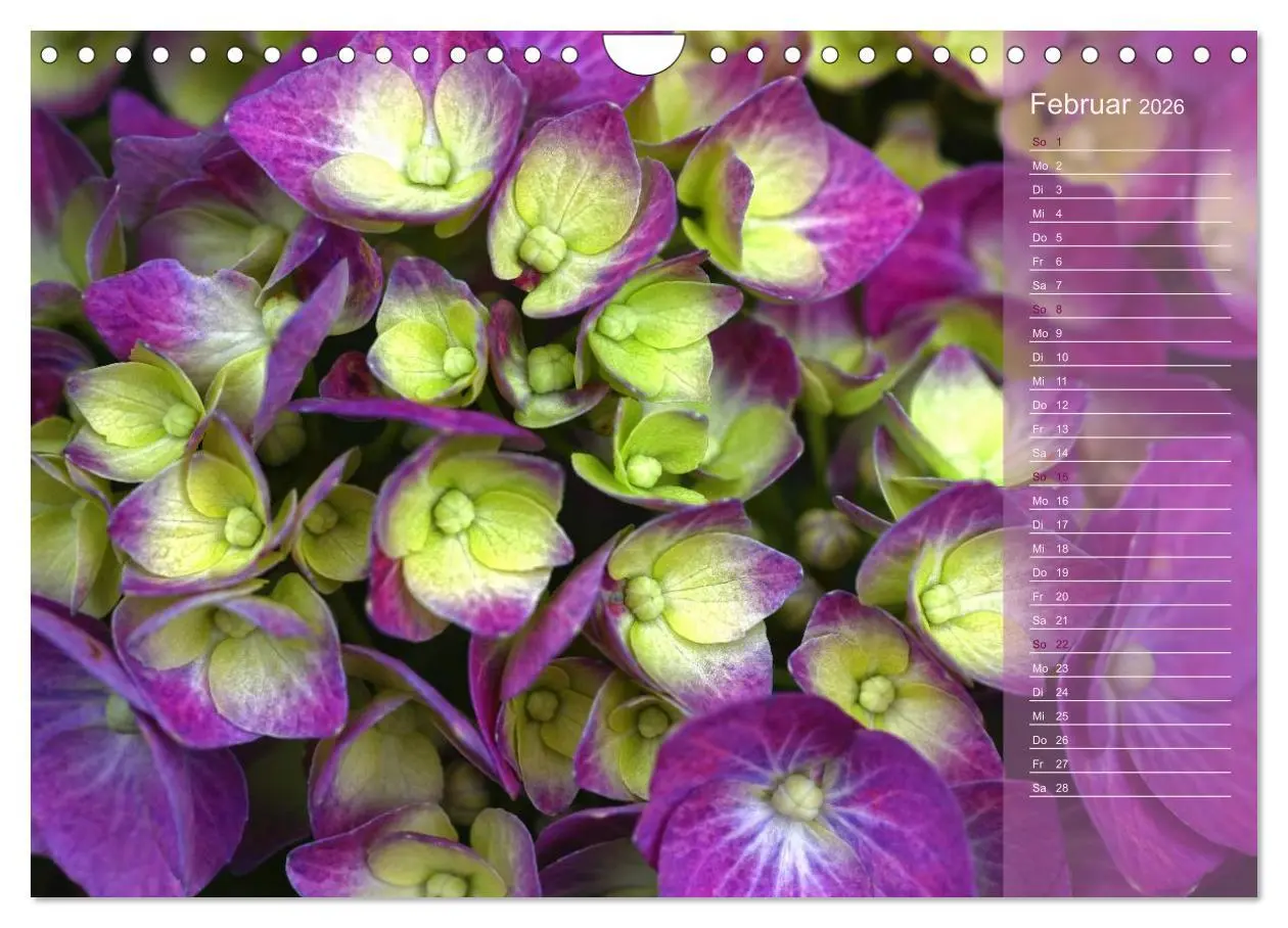 Bild: 9783516142808 | Hortensien / Geburtstagskalender (Wandkalender 2026 DIN A4 quer),...