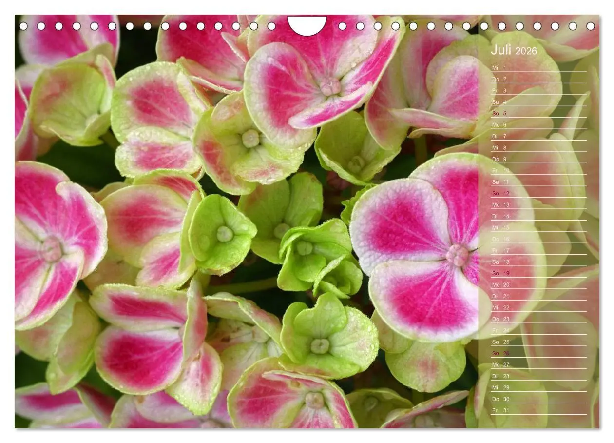 Bild: 9783516142808 | Hortensien / Geburtstagskalender (Wandkalender 2026 DIN A4 quer),...
