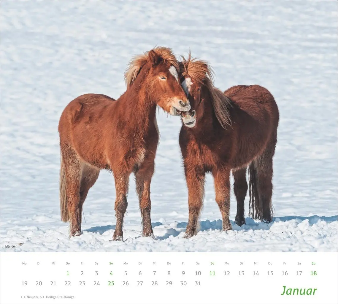 Bild: 9783756412808 | times&amp;more Pferde Bildkalender 2026 | Sabine Stuewer | Kalender | 2026