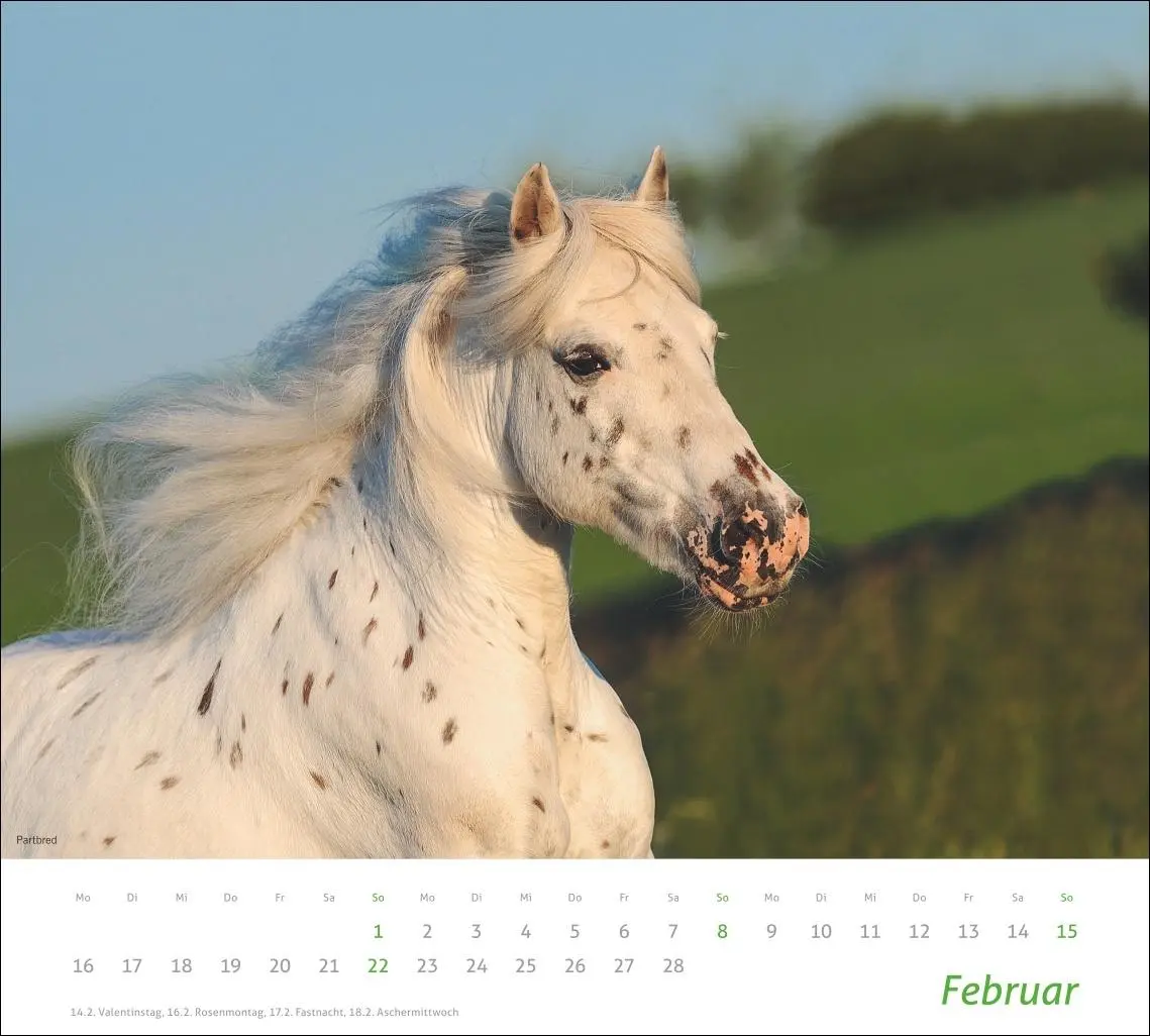 Bild: 9783756412808 | times&amp;more Pferde Bildkalender 2026 | Sabine Stuewer | Kalender | 2026