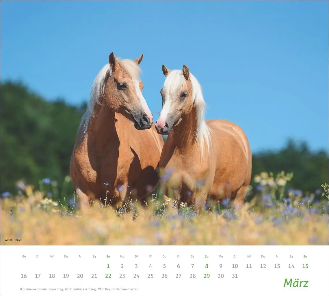 Bild: 9783756412808 | times&amp;more Pferde Bildkalender 2026 | Sabine Stuewer | Kalender | 2026