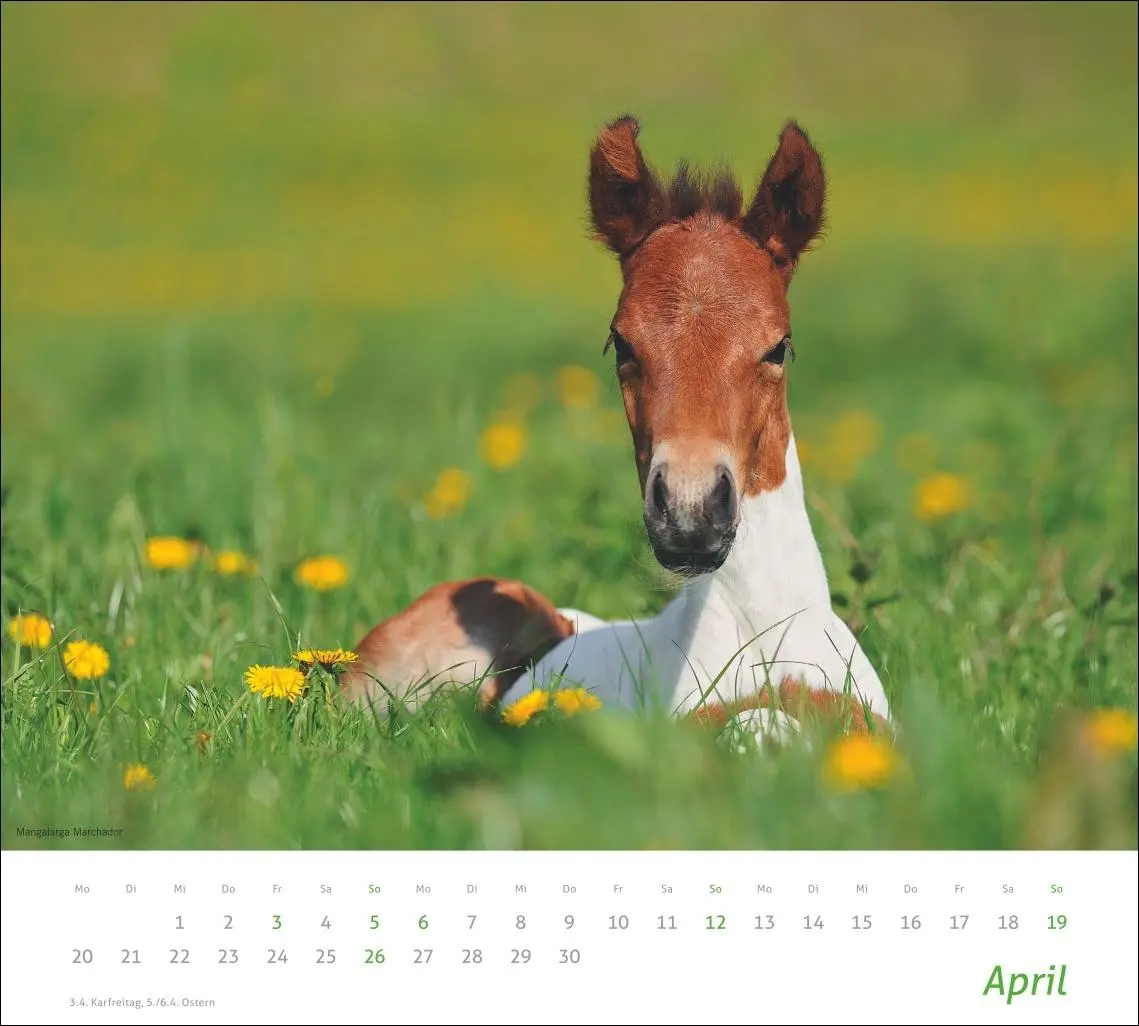 Bild: 9783756412808 | times&amp;more Pferde Bildkalender 2026 | Sabine Stuewer | Kalender | 2026