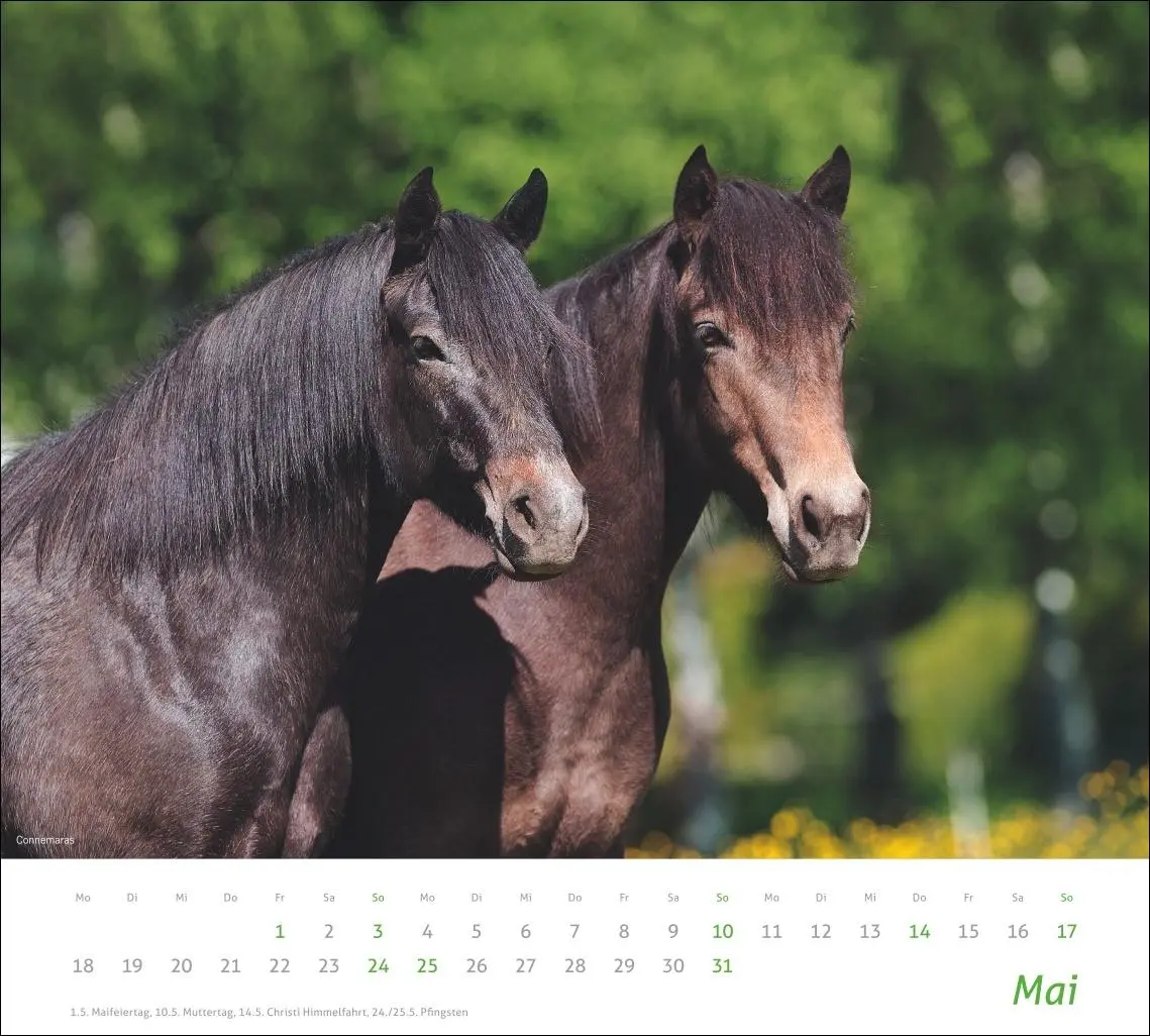 Bild: 9783756412808 | times&amp;more Pferde Bildkalender 2026 | Sabine Stuewer | Kalender | 2026