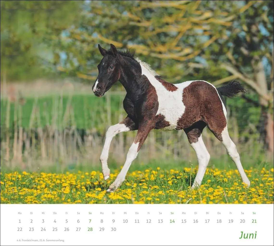 Bild: 9783756412808 | times&amp;more Pferde Bildkalender 2026 | Sabine Stuewer | Kalender | 2026