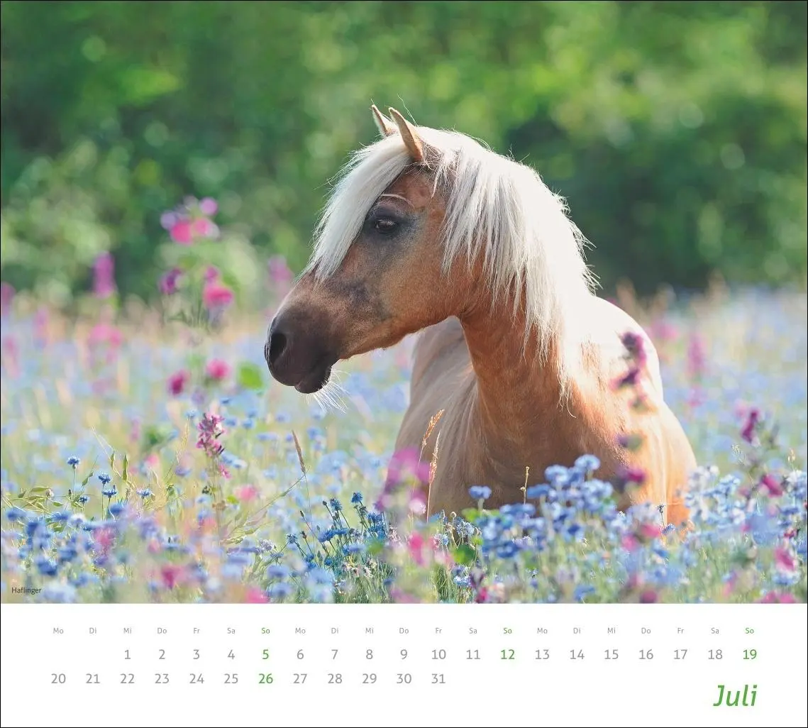 Bild: 9783756412808 | times&amp;more Pferde Bildkalender 2026 | Sabine Stuewer | Kalender | 2026