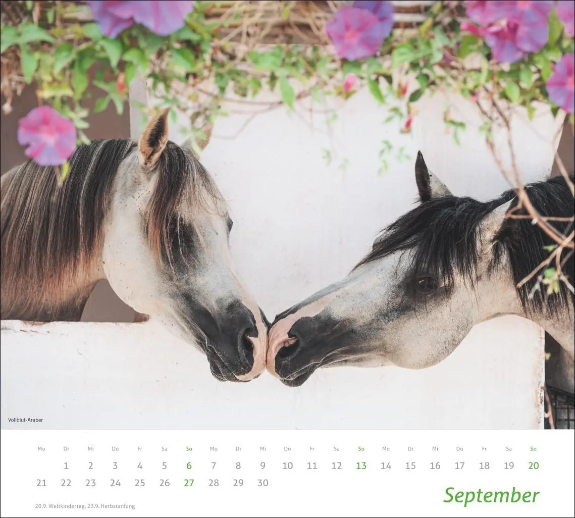 Bild: 9783756412808 | times&amp;more Pferde Bildkalender 2026 | Sabine Stuewer | Kalender | 2026
