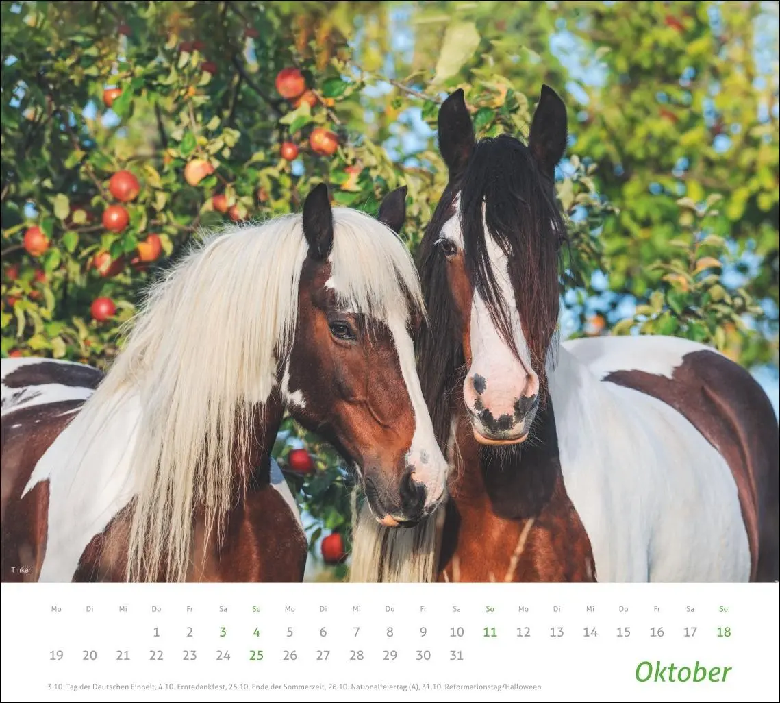 Bild: 9783756412808 | times&amp;more Pferde Bildkalender 2026 | Sabine Stuewer | Kalender | 2026