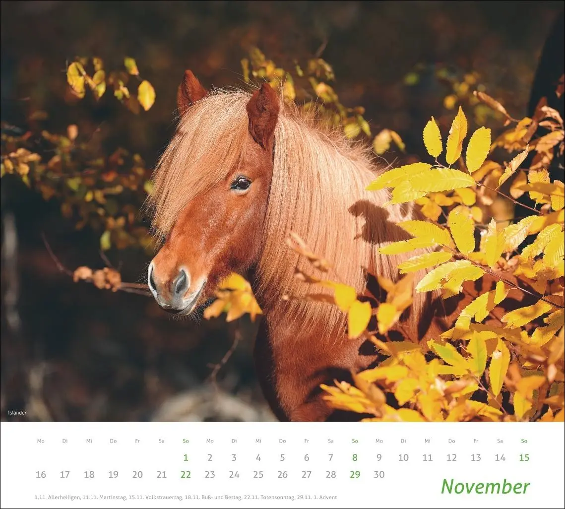 Bild: 9783756412808 | times&amp;more Pferde Bildkalender 2026 | Sabine Stuewer | Kalender | 2026