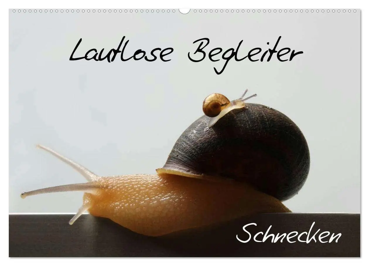 Cover: 9783516132908 | Lautlose Begleiter - Schnecken (Wandkalender 2026 DIN A2 quer),...