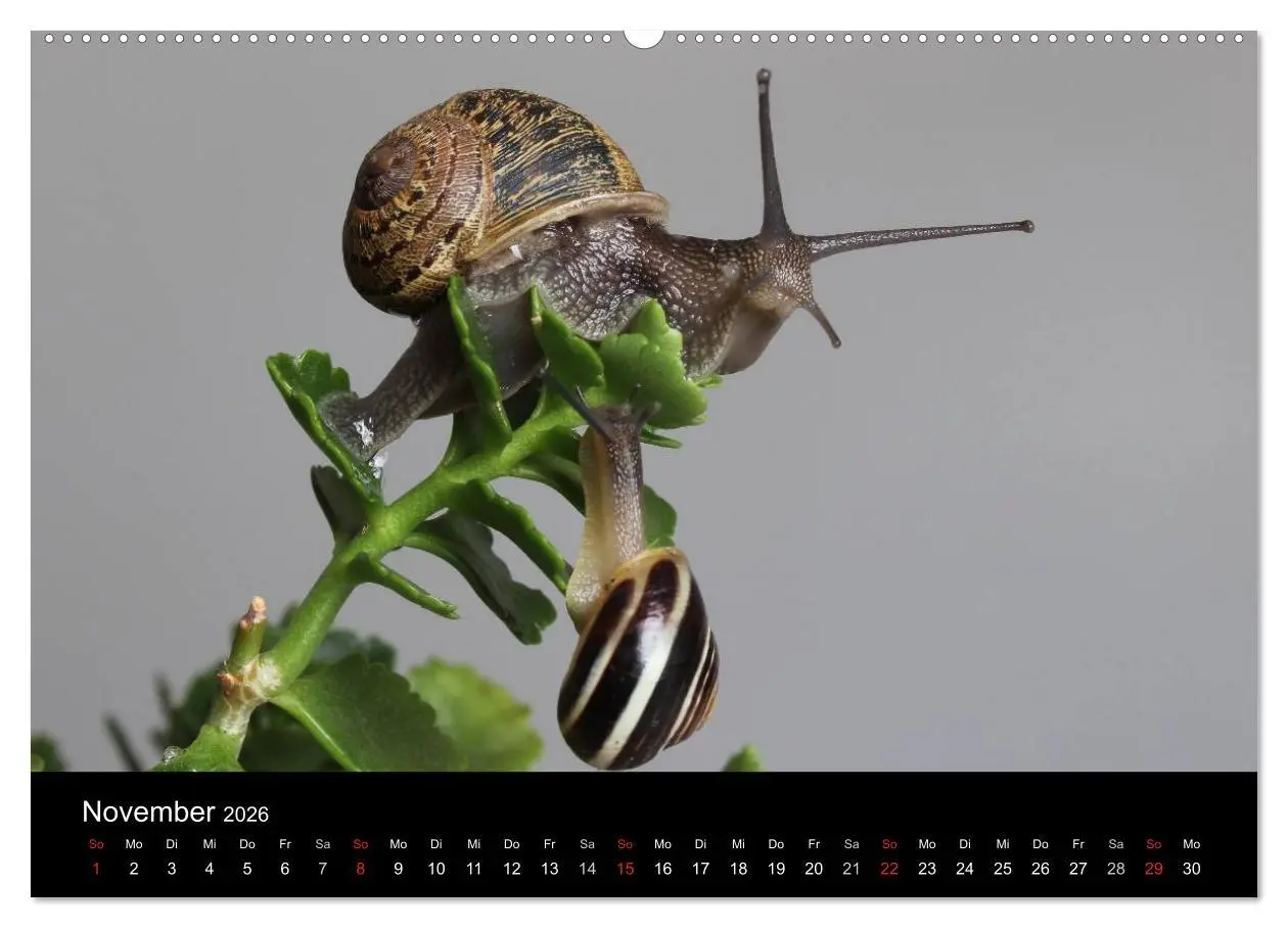 Bild: 9783516132908 | Lautlose Begleiter - Schnecken (Wandkalender 2026 DIN A2 quer),...