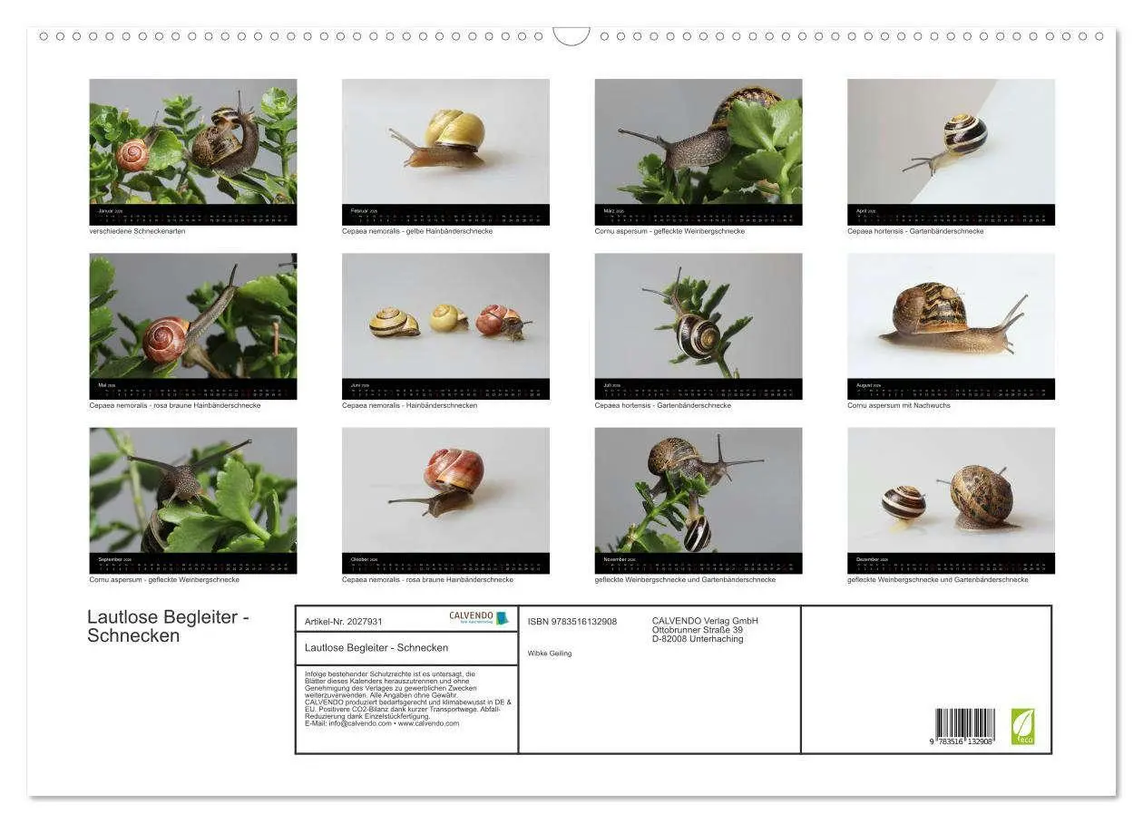 Bild: 9783516132908 | Lautlose Begleiter - Schnecken (Wandkalender 2026 DIN A2 quer),...