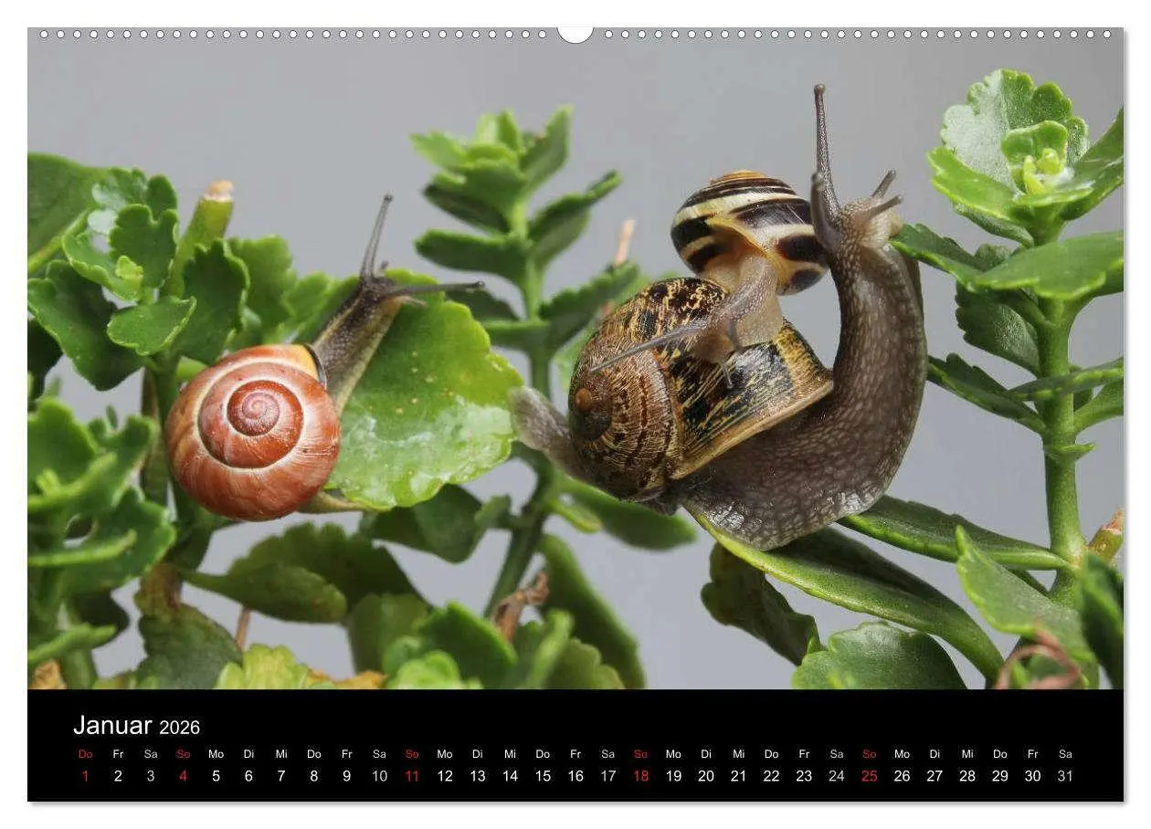 Bild: 9783516132908 | Lautlose Begleiter - Schnecken (Wandkalender 2026 DIN A2 quer),...
