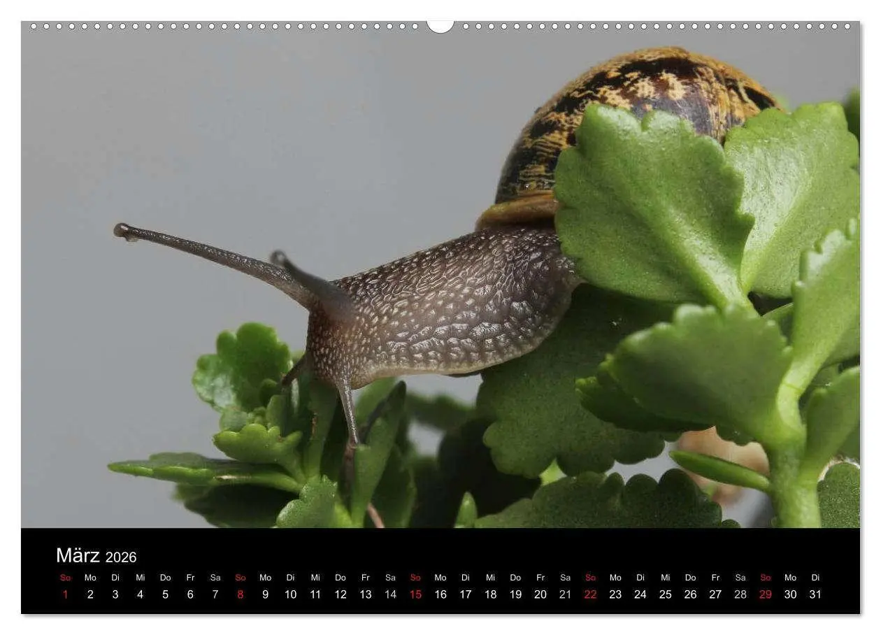 Bild: 9783516132908 | Lautlose Begleiter - Schnecken (Wandkalender 2026 DIN A2 quer),...