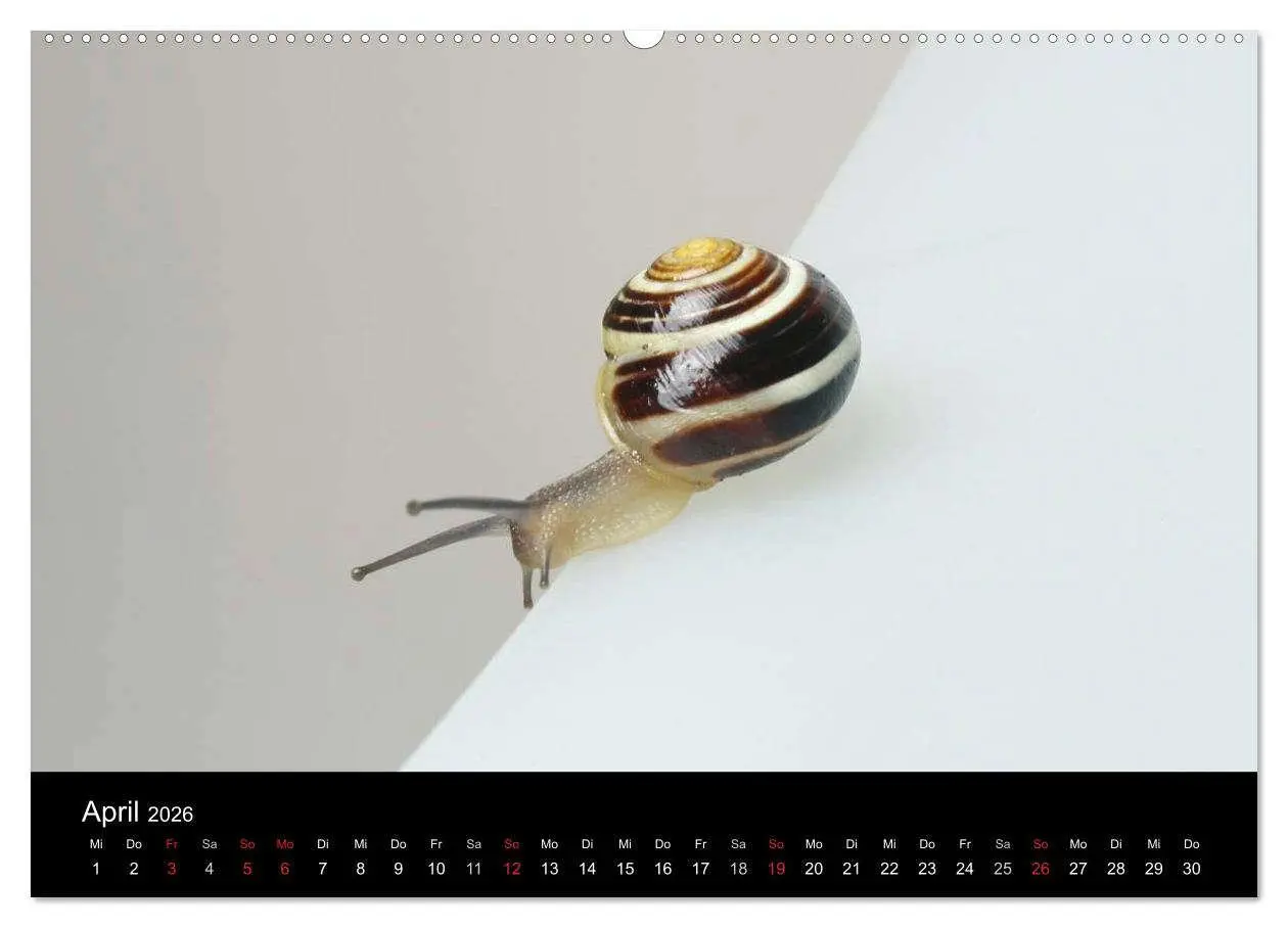 Bild: 9783516132908 | Lautlose Begleiter - Schnecken (Wandkalender 2026 DIN A2 quer),...