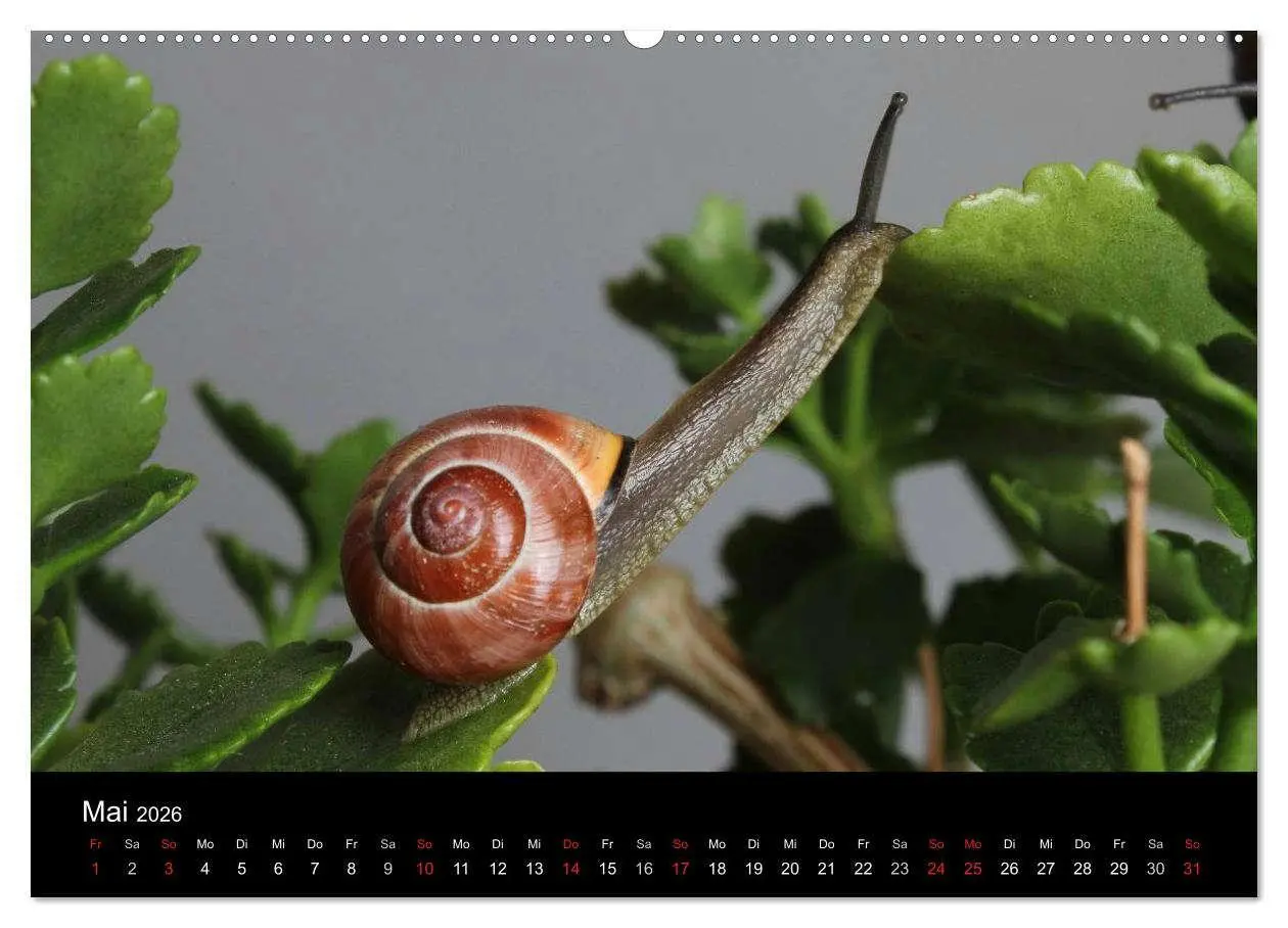 Bild: 9783516132908 | Lautlose Begleiter - Schnecken (Wandkalender 2026 DIN A2 quer),...