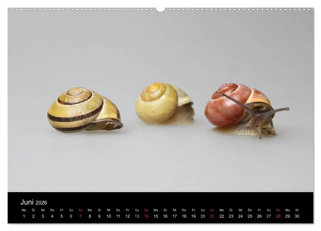 Bild: 9783516132908 | Lautlose Begleiter - Schnecken (Wandkalender 2026 DIN A2 quer),...