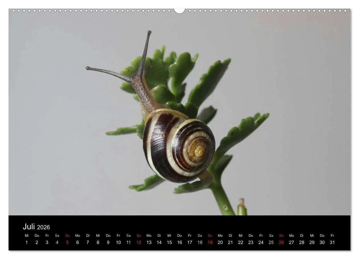 Bild: 9783516132908 | Lautlose Begleiter - Schnecken (Wandkalender 2026 DIN A2 quer),...