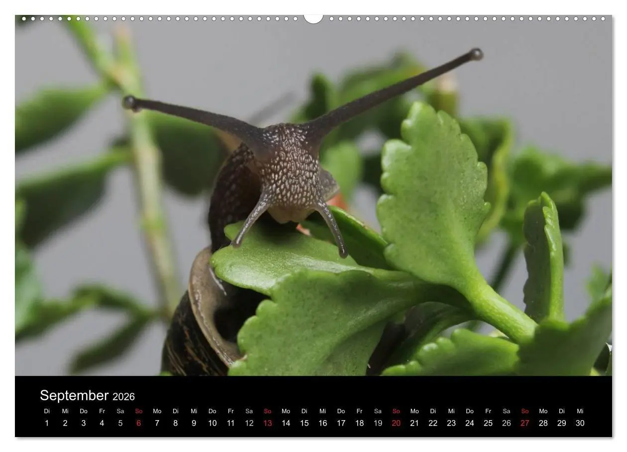 Bild: 9783516132908 | Lautlose Begleiter - Schnecken (Wandkalender 2026 DIN A2 quer),...