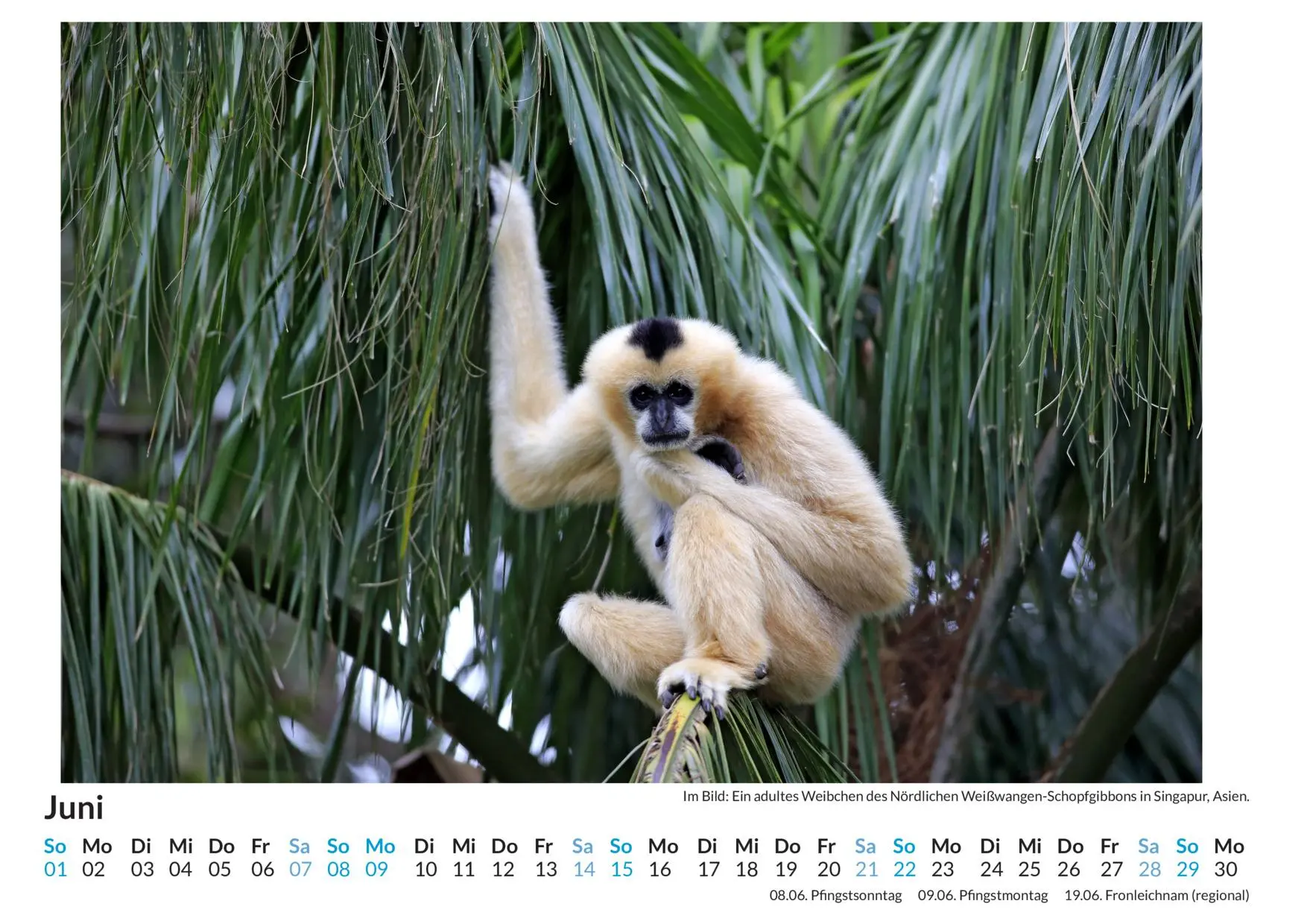 Bild: 9783759123008 | Affen - (Wandkalender 2025, Kalender DIN A4 quer, Monatskalender im...