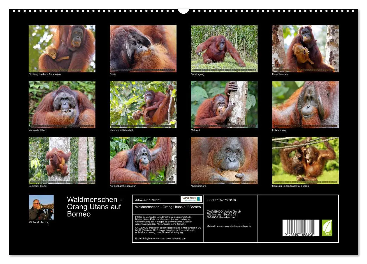 Bild: 9783457853108 | Waldmenschen - Orang Utans auf Borneo (hochwertiger Premium...