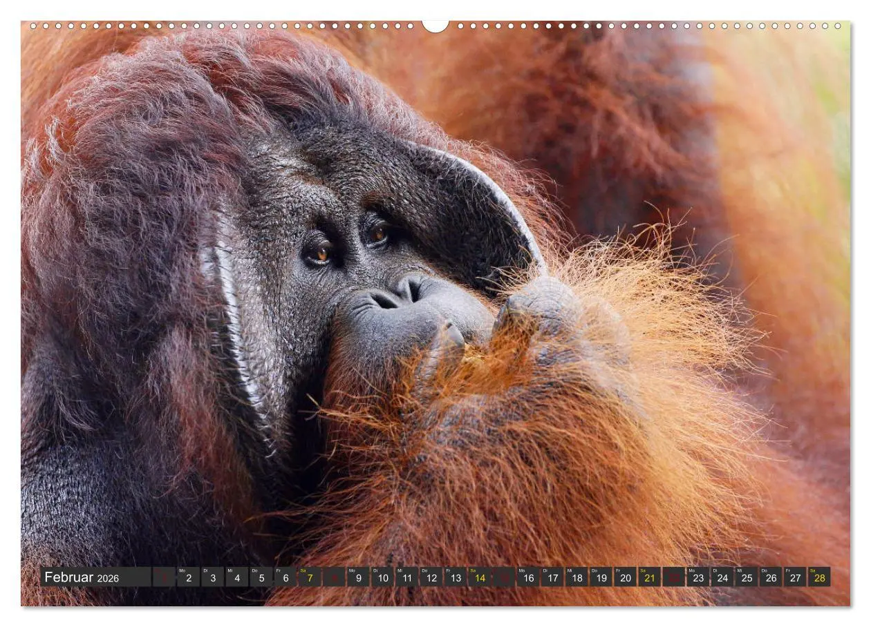 Bild: 9783457853108 | Waldmenschen - Orang Utans auf Borneo (hochwertiger Premium...