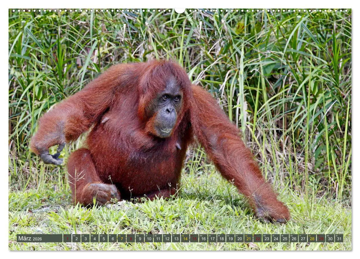 Bild: 9783457853108 | Waldmenschen - Orang Utans auf Borneo (hochwertiger Premium...
