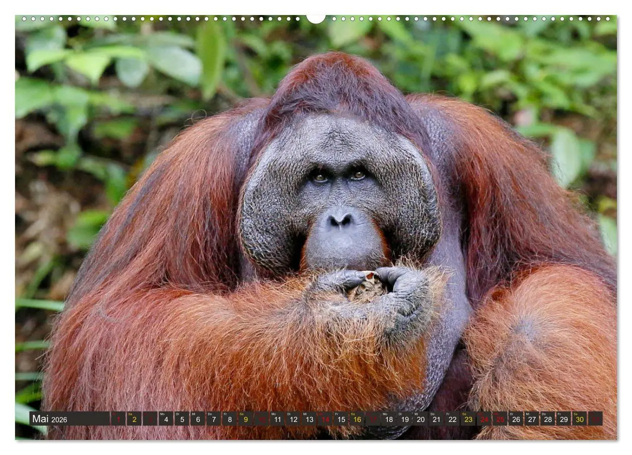 Bild: 9783457853108 | Waldmenschen - Orang Utans auf Borneo (hochwertiger Premium...