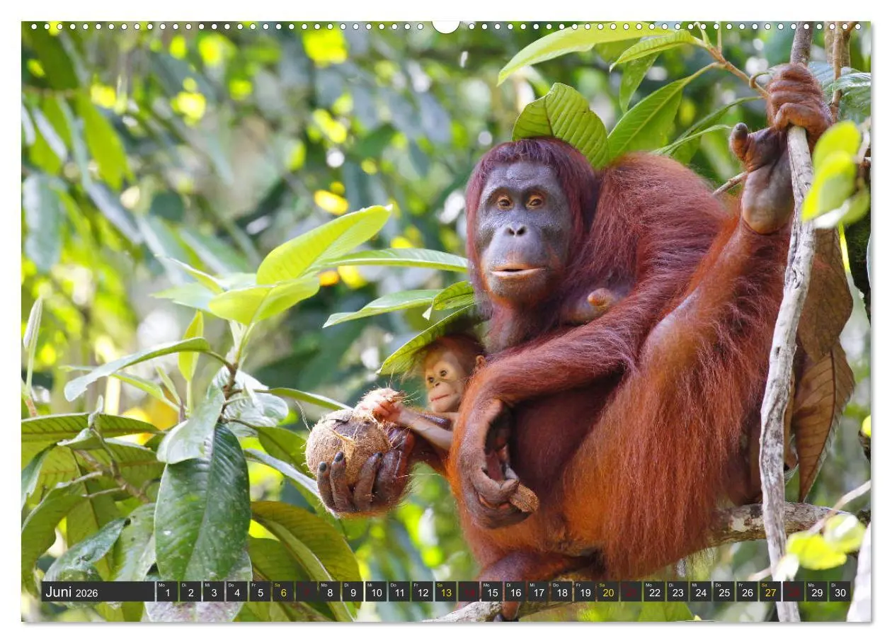 Bild: 9783457853108 | Waldmenschen - Orang Utans auf Borneo (hochwertiger Premium...