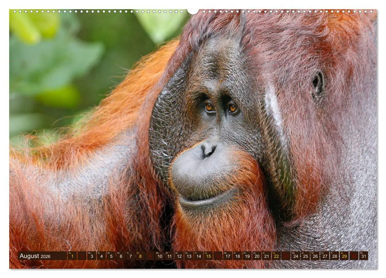 Bild: 9783457853108 | Waldmenschen - Orang Utans auf Borneo (hochwertiger Premium...