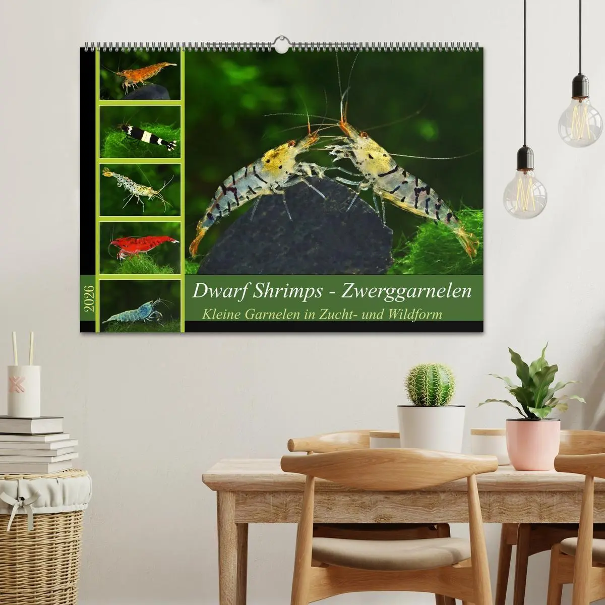 Bild: 9783457533208 | Dwarf Shrimps - Zwerggarnelen (Wandkalender 2026 DIN A2 quer),...