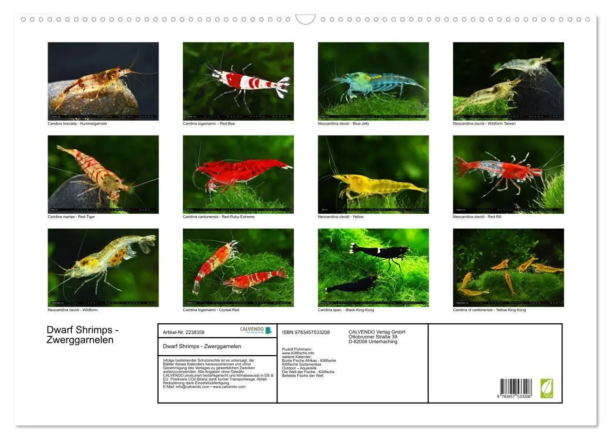 Bild: 9783457533208 | Dwarf Shrimps - Zwerggarnelen (Wandkalender 2026 DIN A2 quer),...