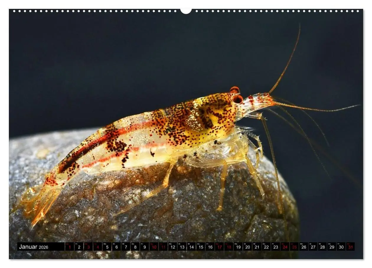 Bild: 9783457533208 | Dwarf Shrimps - Zwerggarnelen (Wandkalender 2026 DIN A2 quer),...