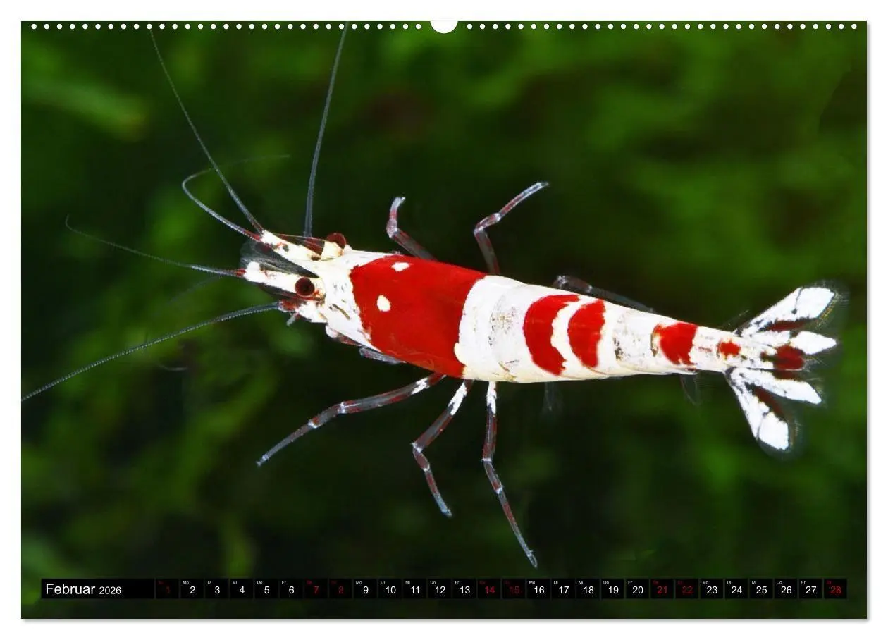 Bild: 9783457533208 | Dwarf Shrimps - Zwerggarnelen (Wandkalender 2026 DIN A2 quer),...